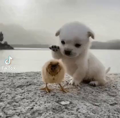 a chick and a puppy