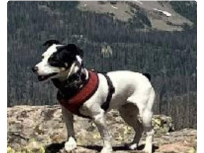 Hiker Found Dead After 3 Months…I had a 14-year-old dog next to me