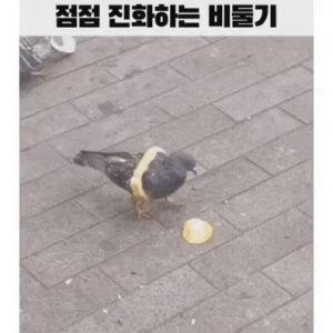 The pigeon is evolving
