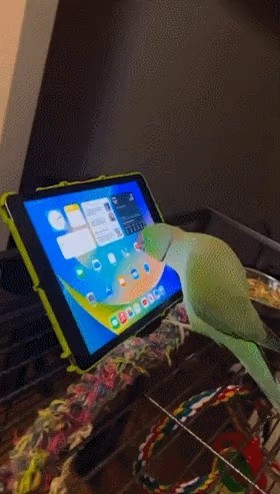 A parrot watching YouTube