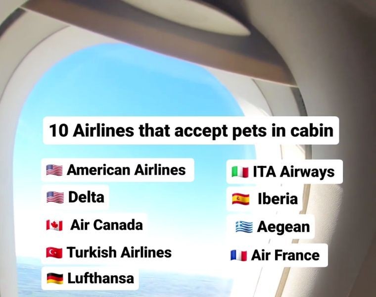 (SOUND)Airline with pets on board mp4