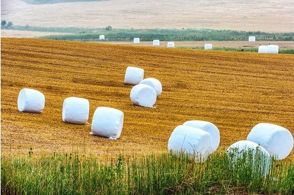 Come to think of it, marshmallow harvest was in full swing until recently, but it's already over