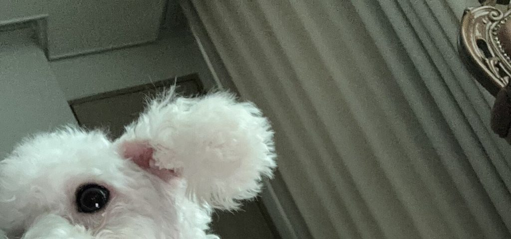 My dog bit my AirPods crying