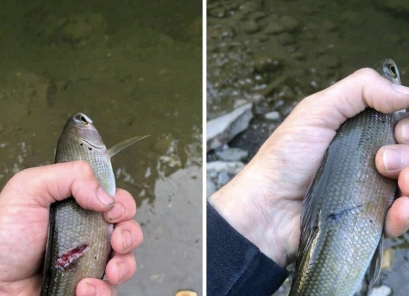 Fish caught again by the same person in a month and a half