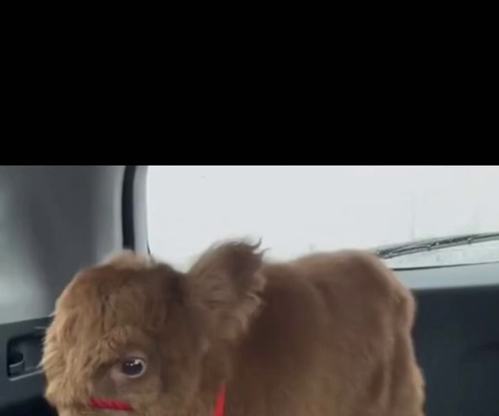 (SOUND)A small, cute cow brought by my uncle