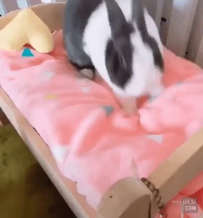 A rabbit who prepares well