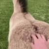 The reason why you shouldn't touch a foal's butt