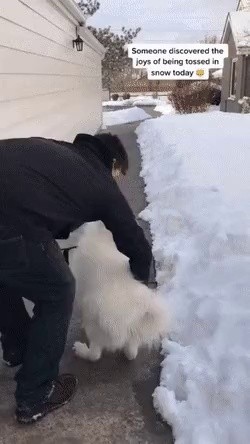 Why would you throw Samoyed at me? Gif