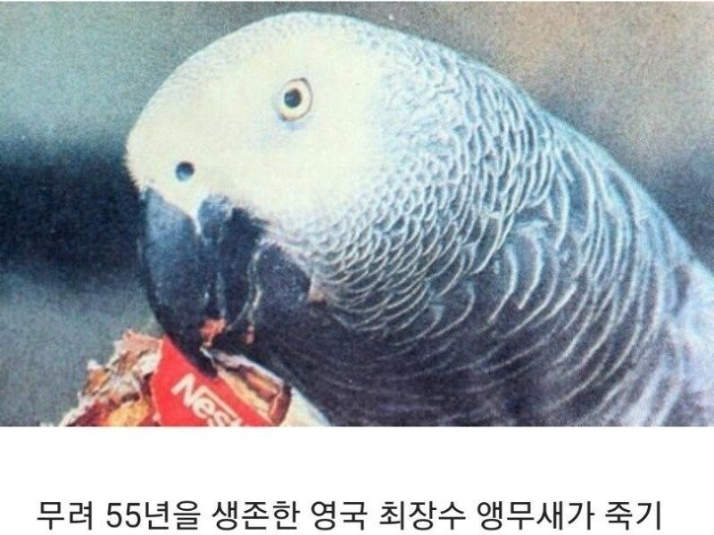 The last words of a parrot that ended its long life of 55 years
