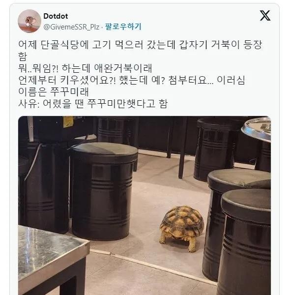 Turtle at a regular restaurant. JPG