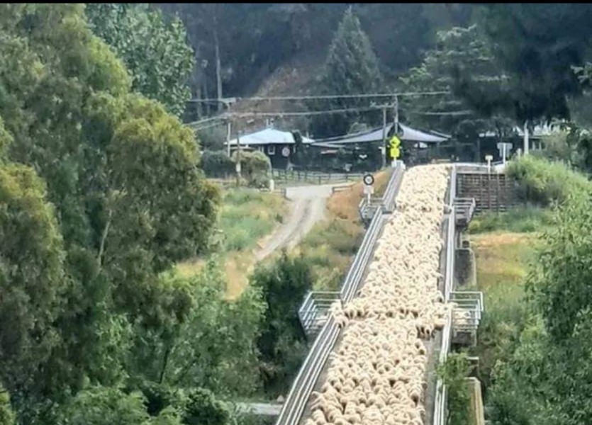 a common traffic jam in New Zealand