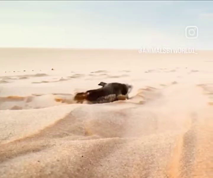 (SOUND)fish in the desert leaving in search of water