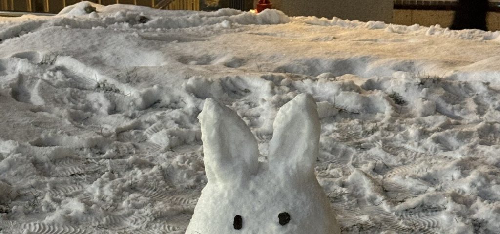 Breaking news: I found a rabbit in Suwon