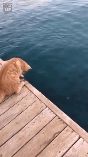 the level of a cat's sea fishing