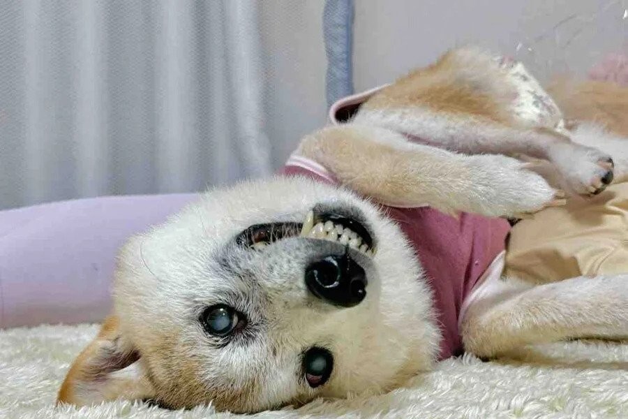 What's up with Doge, Shiba dog.jpg
