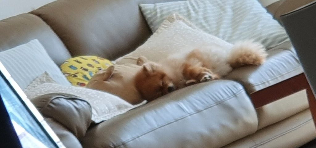 (SOUND)My Pomeranian