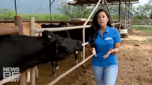 hh! The habit of being a calf, gif
