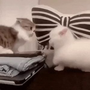 Baby cats that still have wild nature. gif