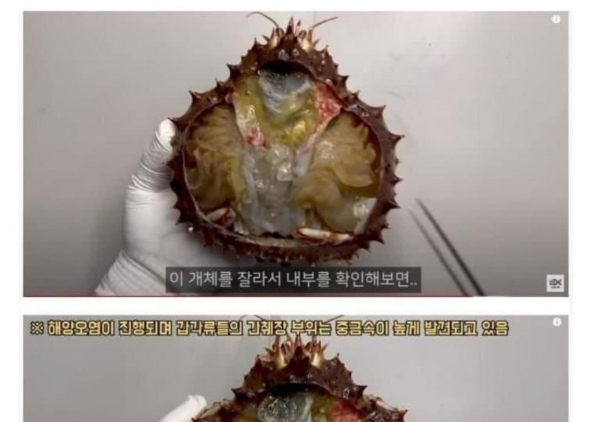 The reason why we don't eat king crab intestines and king crab intestines in foreign countries