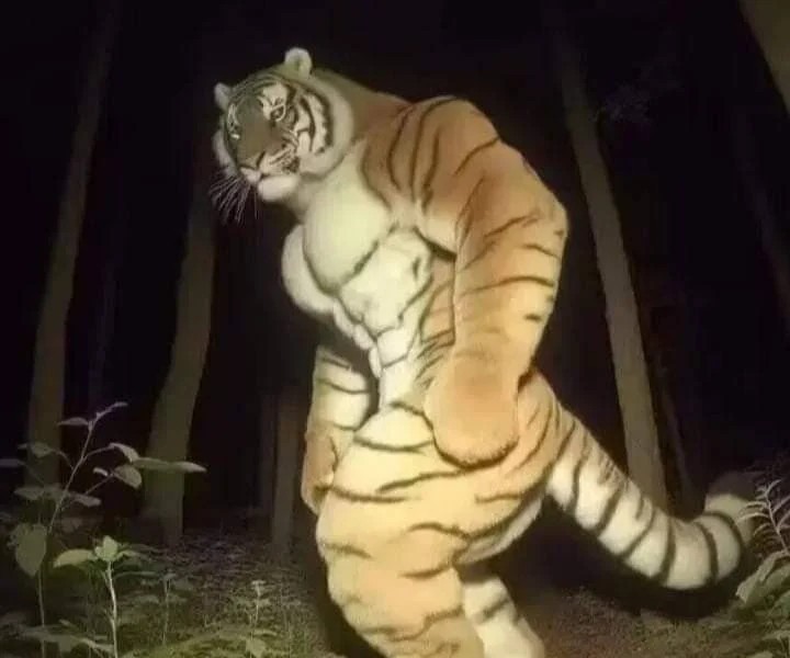 Taking pictures of Baekdusan tigers with real-time night cameras