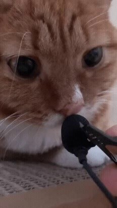 Please say something, Mr. Cute Cat