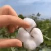 Cotton cotton gif