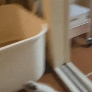 a kitten in a hurry