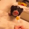 Snacking Piggy Gif