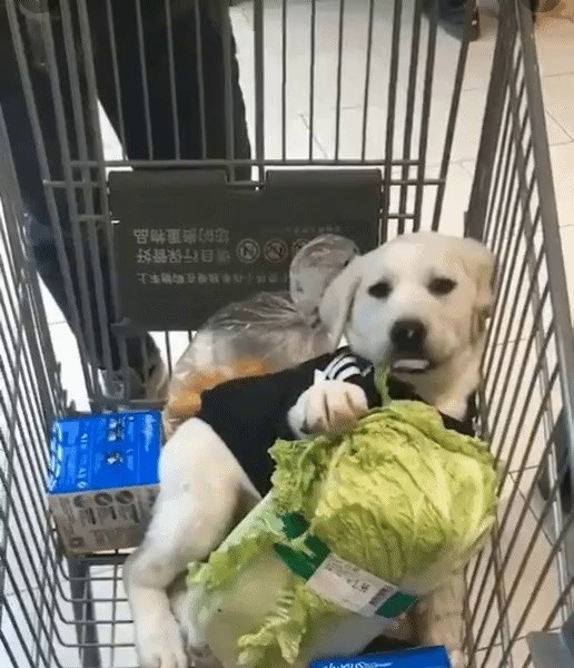 Why you shouldn't leave your dog in a shopping cart