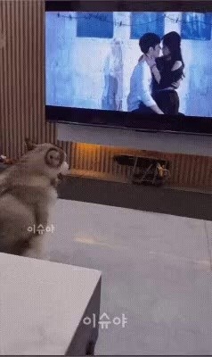 Huskies react to the scene where you kiss on TV