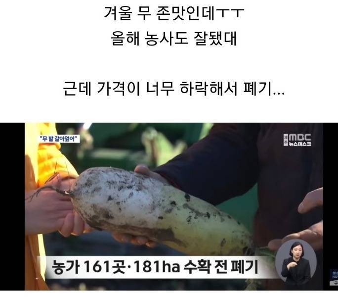 Jeju radish that is being disposed of because the price has fallen too much