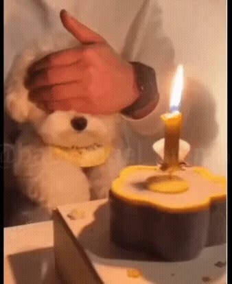 Puppy birthday party