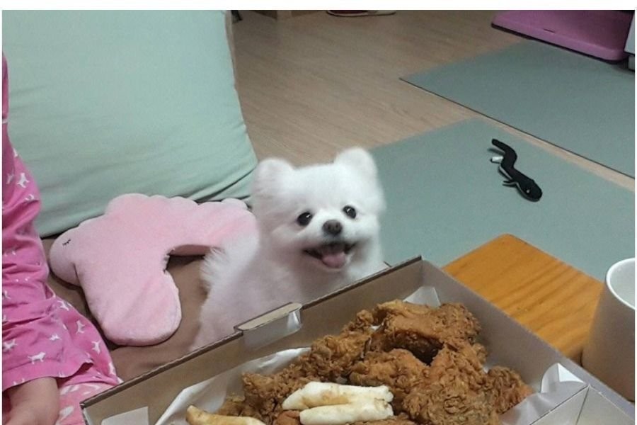 Hey, how can you die from eating dog chicken