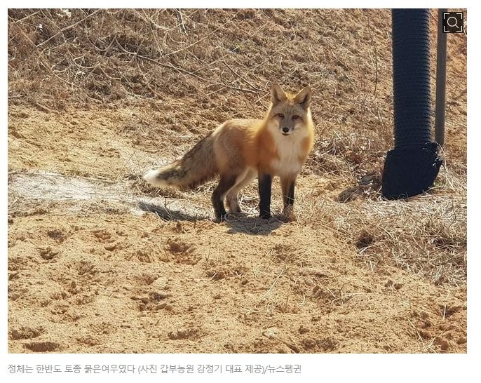 a fox that broke into a peach farm