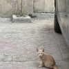 Egyptian Jordanian Cat Collection