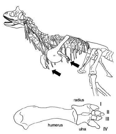 The restoration of dinosaurs is not hurt even during the controversy