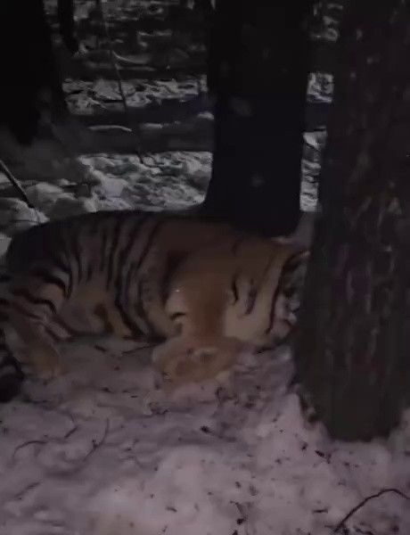 (SOUND)a cat sleeping in the cold winter snow