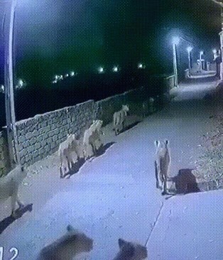 (SOUND)Late Night Security in Gujirat, India Shocked For South Koreans