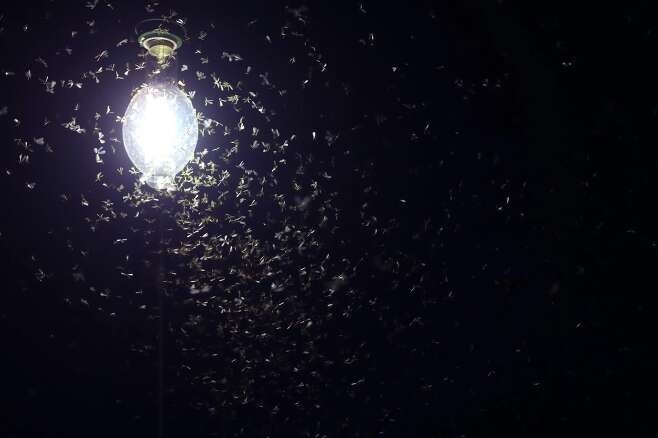 The secret of why moths gather with street lights has been solved