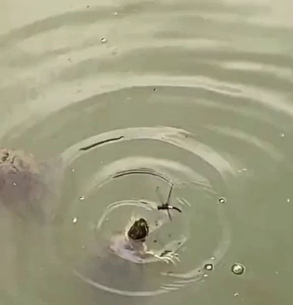 (SOUND)A dragonfly that's annoying to a turtle