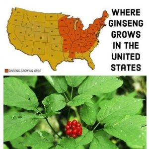 Why wild ginseng is not so popular in the U.S