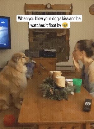 Reaction when you kiss a puppy