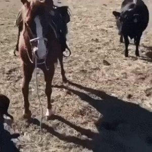 A horse that protects the owner of the calf from his mother's cattle
