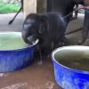(SOUND)Baby Elephant Reaction After Watching Bathtub