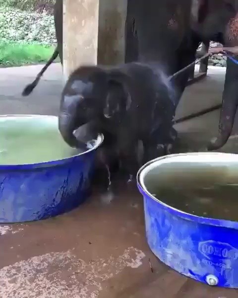(SOUND)Baby Elephant Reaction After Watching Bathtub