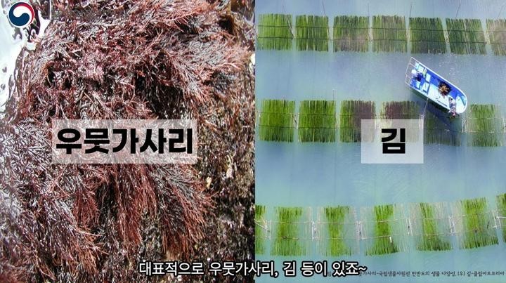 There are many people who misunderstand seaweed as a plant