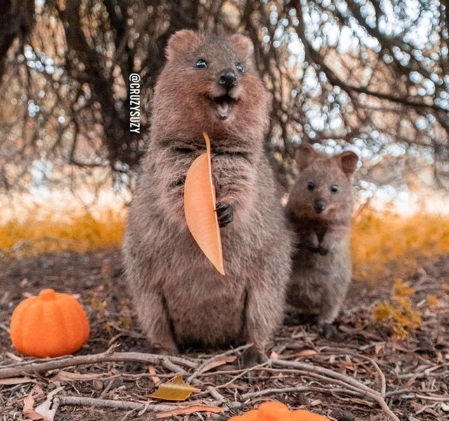 Quokka also puts a baby in her stomach pocket