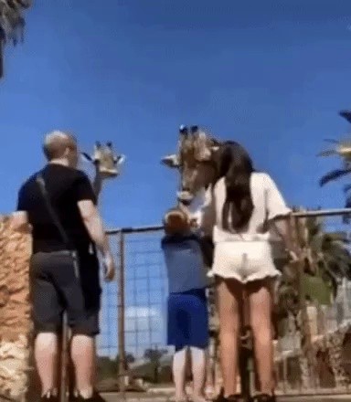 Feeding the giraffe