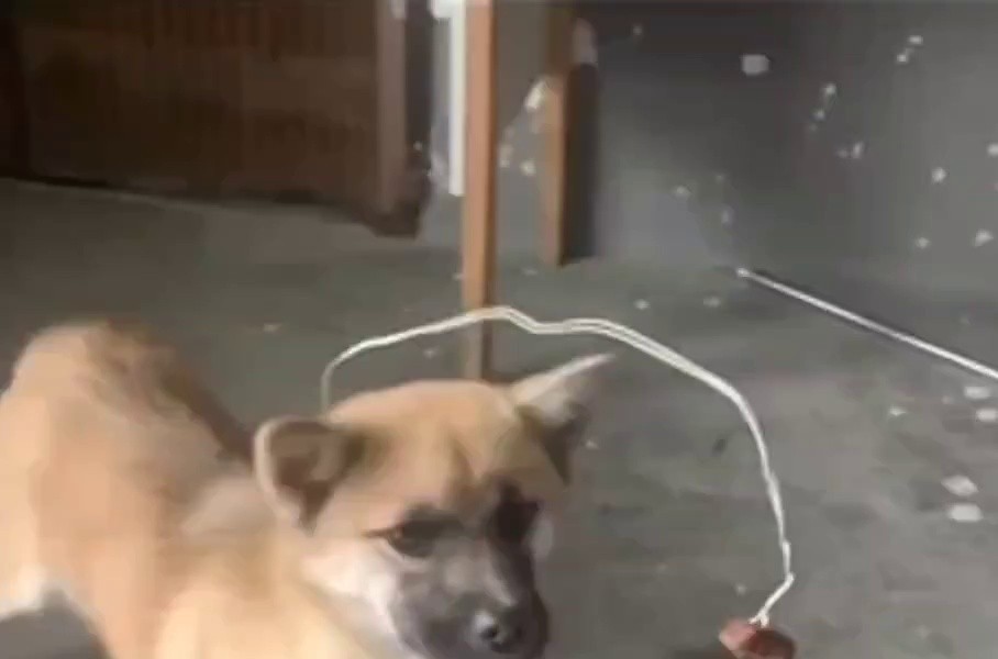 (SOUND)How to make a dog who hates exercising exercise