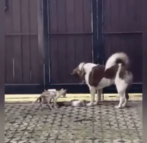 Puppy yielding his own food to a skinny cat